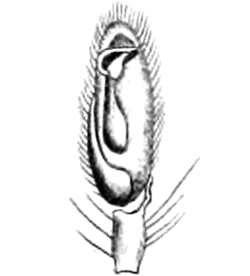 speciesimage