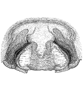 speciesimage