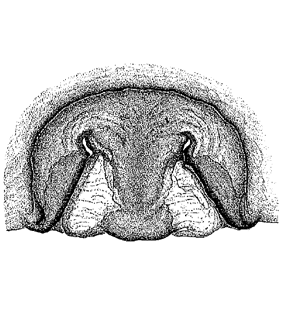 speciesimage