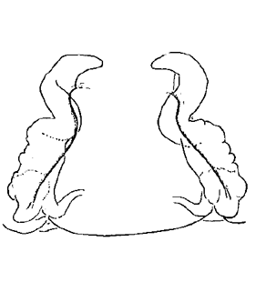 speciesimage