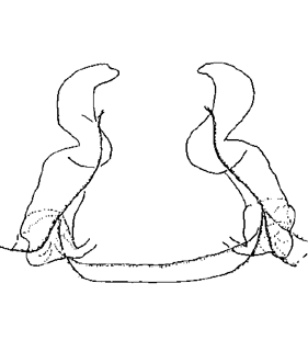 speciesimage