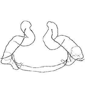 speciesimage