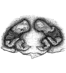 speciesimage