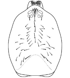 speciesimage