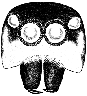 speciesimage