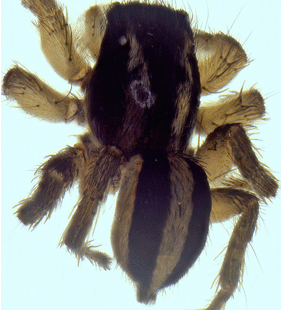 speciesimage