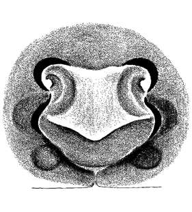 speciesimage