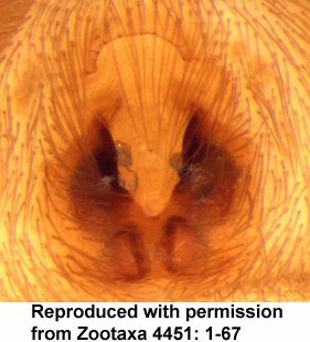 speciesimage