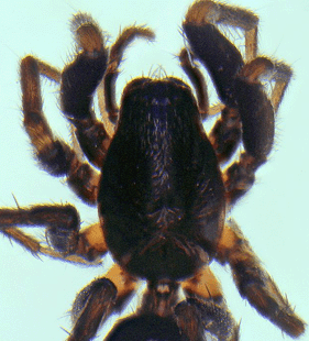 speciesimage