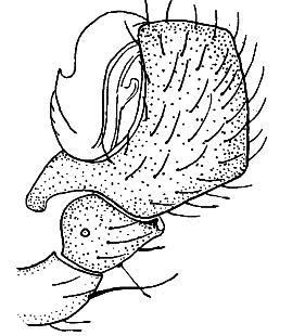 speciesimage