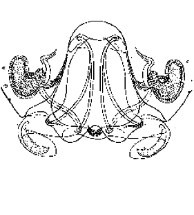 speciesimage