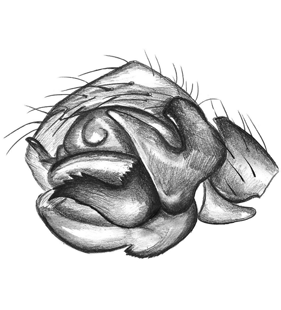 speciesimage