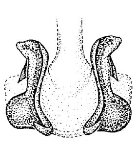 speciesimage