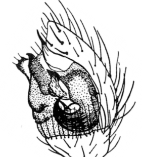 speciesimage