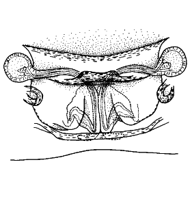 speciesimage