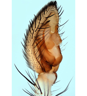 speciesimage