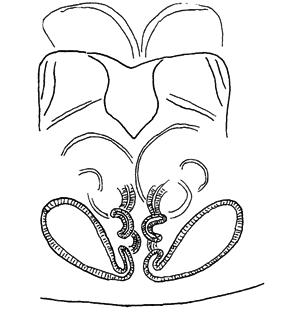 speciesimage