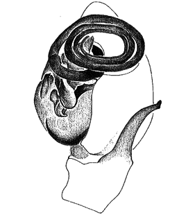 speciesimage