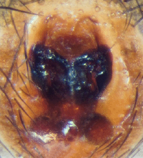 speciesimage