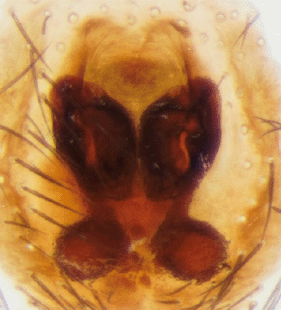 speciesimage
