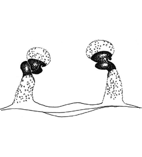 speciesimage
