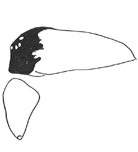 speciesimage