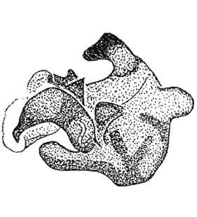 speciesimage