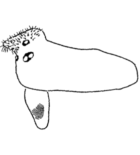 speciesimage
