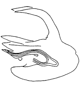 speciesimage