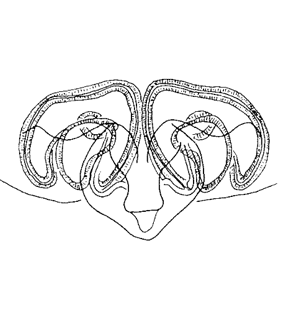 speciesimage