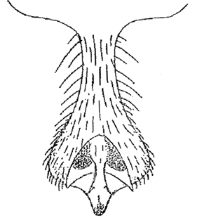 speciesimage