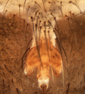 speciesimage