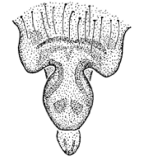 speciesimage
