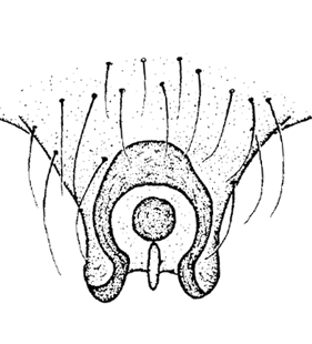 speciesimage