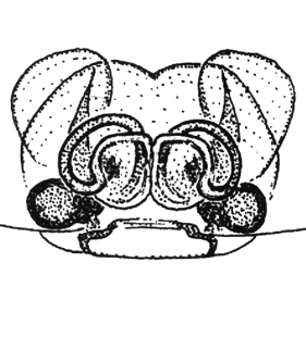 speciesimage