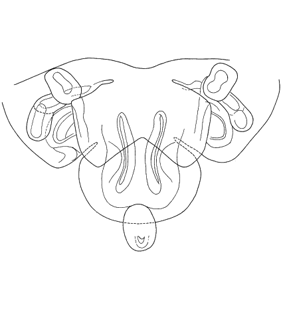 speciesimage