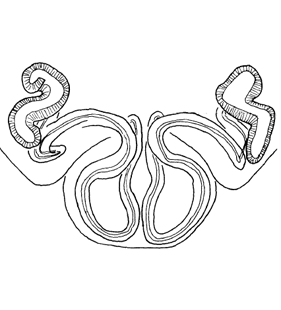 speciesimage