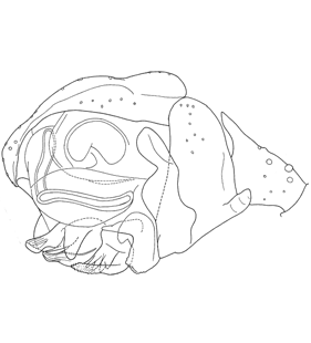 speciesimage