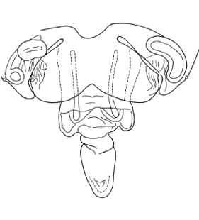 speciesimage