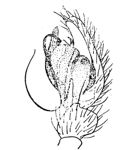 speciesimage