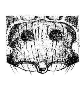 speciesimage