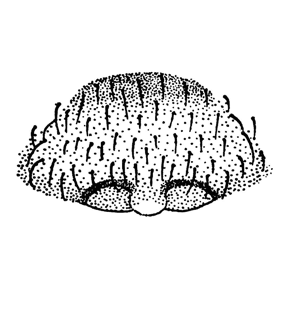 speciesimage
