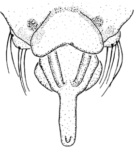 speciesimage