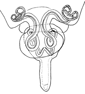 speciesimage