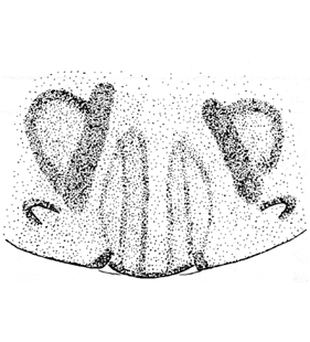 speciesimage