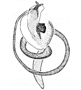 speciesimage