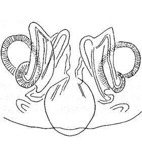 speciesimage