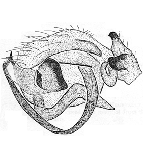 speciesimage