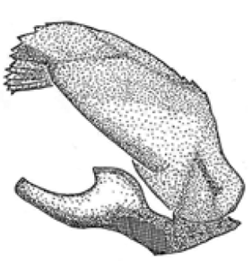 speciesimage