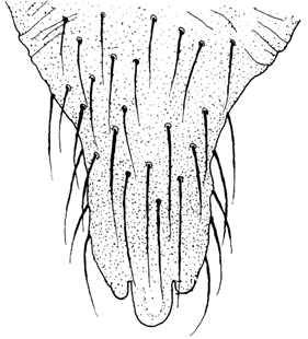 speciesimage